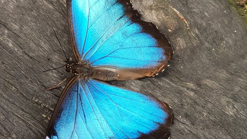 Leuchtender Schmetterling