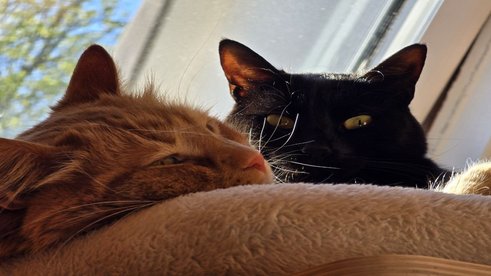 Ein flauschiges Duo