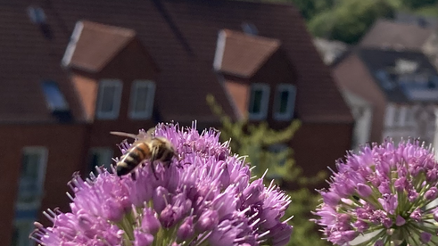 Bienen-drive-in in der 5.Etage