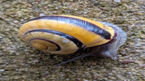 Schnecke trifft Babykellerassel 