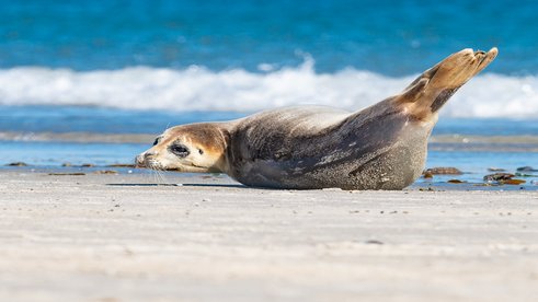 Junger Seehund auf Helgoland