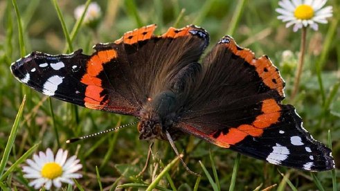 Schmetterling  im Grünen