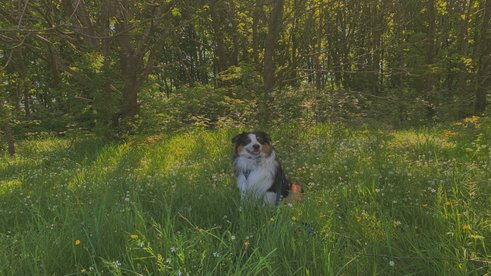 Verträumte Gassirunde 