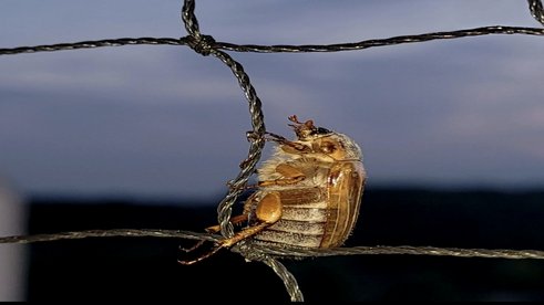 Ein Junikäfer am Abend 