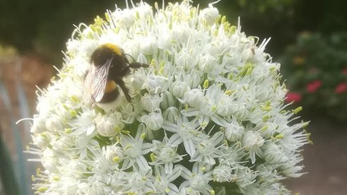 Bienchen auf Honigsuche