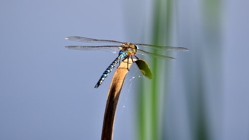Libelle am See