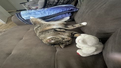 Spiel mit dem Teddy