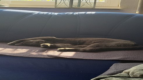 Wenn der Kater auf der Couch schläft.