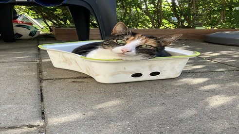 Hockerkatze