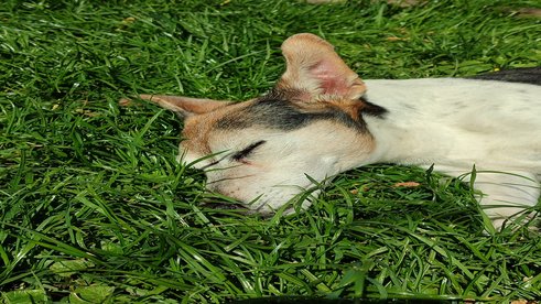 Erna, 15jährige Jack-Russel-Dame, genießt die Sonne im Gras 