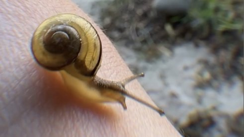 Baby Schnecke Gary ????
